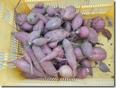 DSCN2664
